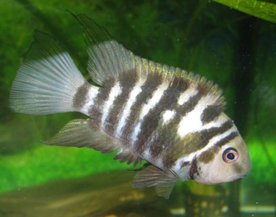 Цихлазома Чернополосая 